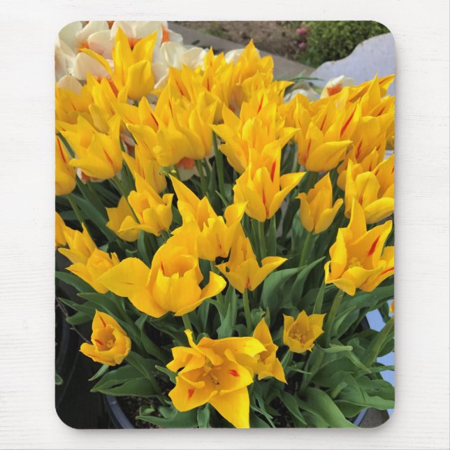 Mousepad Tulipas Amarelas Únicas (Frente)