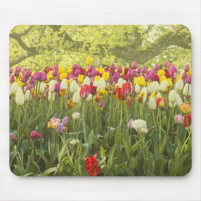 Mousepad Tulipas coloridas num parque (Frente)