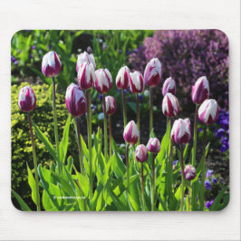 Mousepad Tulipas do triunfo do sinalizador branco Elegante