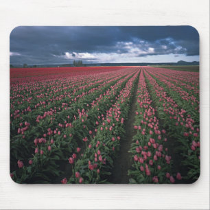 Mousepad Tulipas rosa brilhante e vermelho brilham sob o es