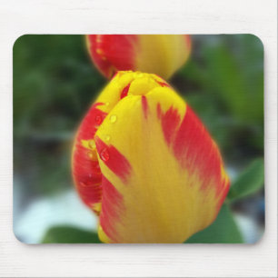 Mousepad tulipas vermelhas amarelas