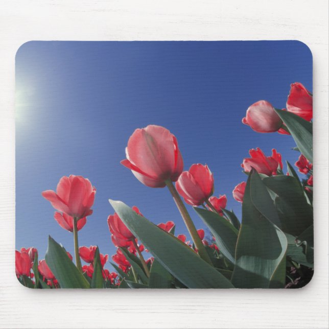 Mousepad Tulipas vermelhas de ângulo muito baixo, Cincinnat (Frente)