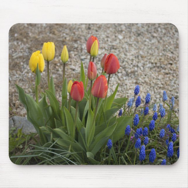 Mousepad Tulipas Vermelhas e Amarelas (Frente)