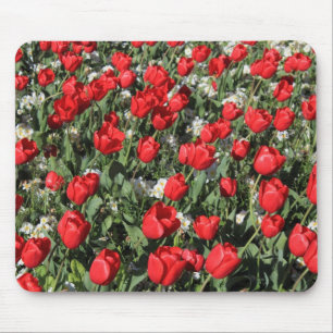 Mousepad Tulipas Vermelhas e Primárias Brancas