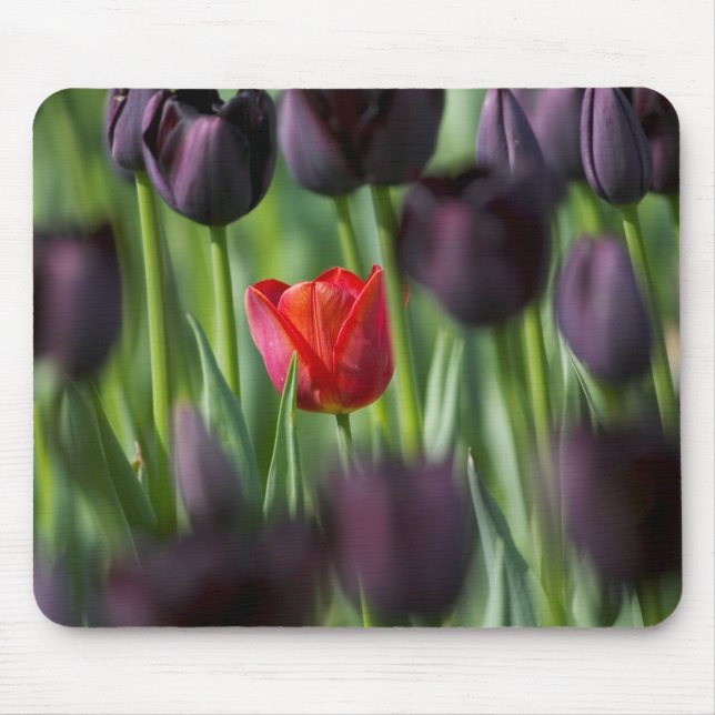 Mousepad Tulips in Keukenhof Gardens, Amsterdam, (Frente)