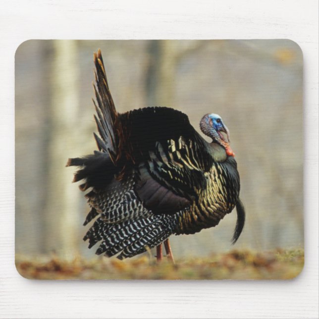 Mousepad Turkey struting masculino, Illinois (Frente)