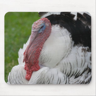 Mousepad Turquia Domesticada