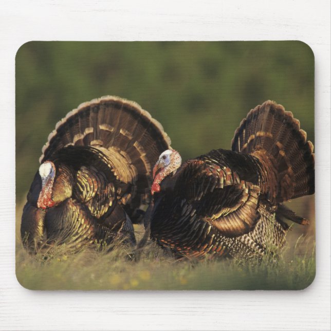 Mousepad Turquia selvagem, Meleagris gallopavo, machos (Frente)