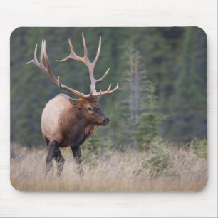Mousepad Uapiti das Montanhas Rochosas