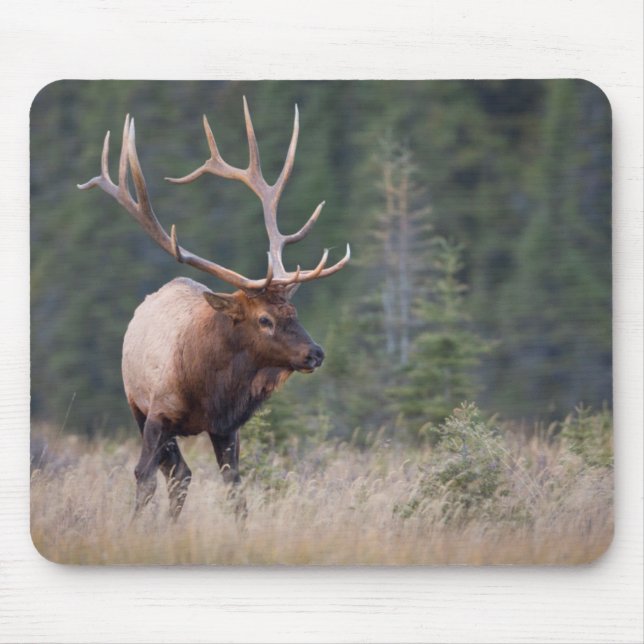 Mousepad Uapiti das Montanhas Rochosas (Frente)