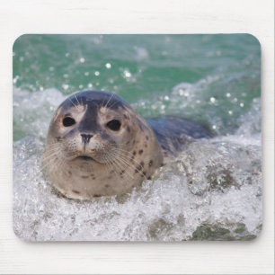 Mousepad Um bebê foca surfando