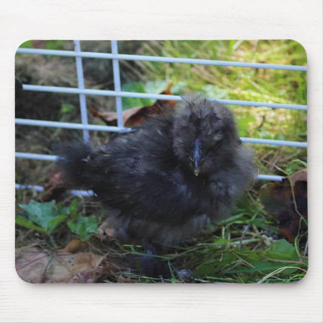Mousepad Um bebê Silkie (Frente)