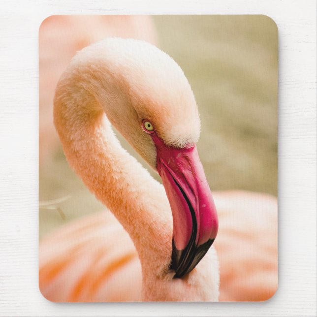 Mousepad Um Belo Flamingo Rosa (Frente)