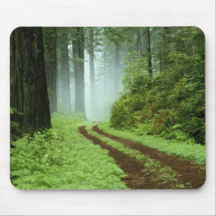 Mousepad Um caminho florestal no Parque Estadual de Sequoia