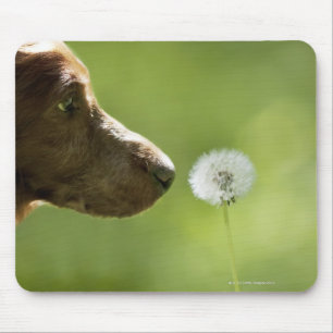 Mousepad Um cão e um dente-de-leão