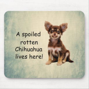 Mousepad Um Cão Rotten Chihuahua mimado vive aqui