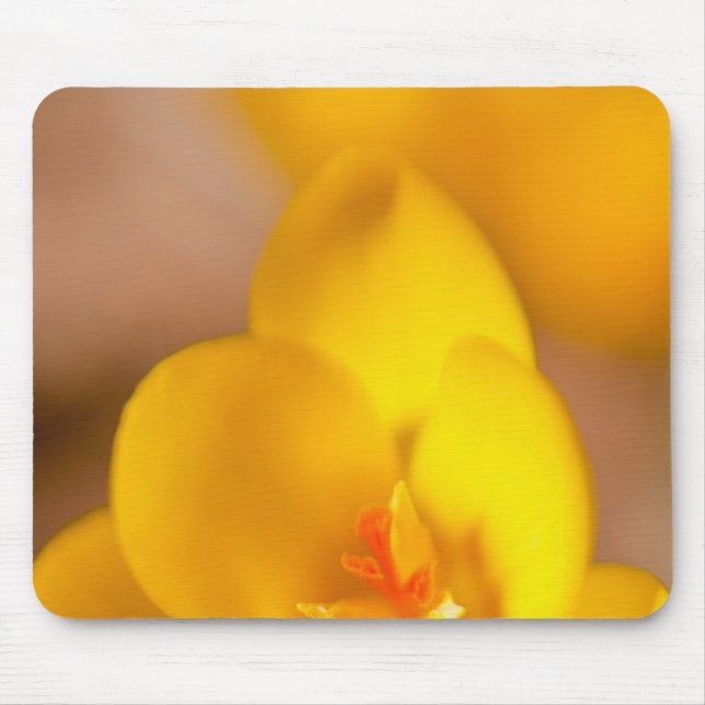 Mousepad Um croco amarelo floresce em Portsmouth, Nova (Frente)
