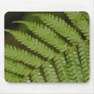 Mousepad Um detalhe de samambaia, da Mindo Cloud Forest,