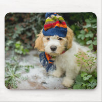 Um filhote de cachorro doce de Cavachon em um