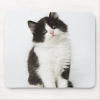 Um gatinho jovem sentado olhando para a câmera