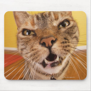 Mousepad Um gato pequeno cómico senta-se em um tamborete e