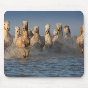Mousepad Um grupo dos cavalos brancos na região de Camargu