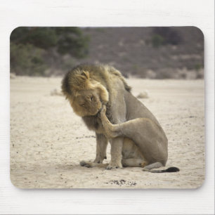 Mousepad Um leão que limpa sua pata traseira, Kgalagadi