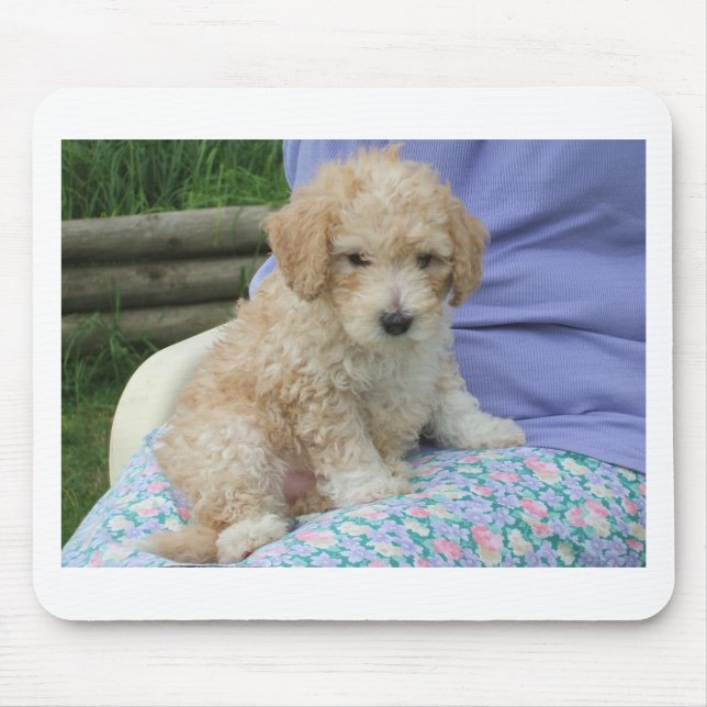 Mousepad Um lindo cãozinho de cavapoo olhando seu caminho,  (Frente)