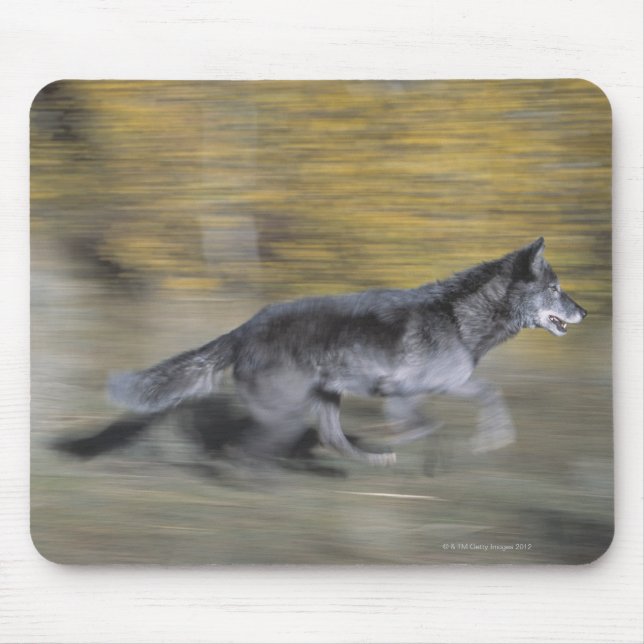 Mousepad Um lobo negro em fuga (Frente)