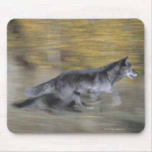 Mousepad Um lobo preto no funcionamento