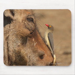 Mousepad Um Oxpecker em um snout dos warthogs,