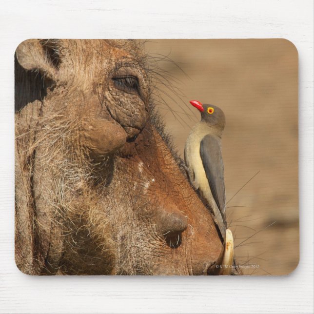 Mousepad Um Oxpecker num focinho de guerra, Isimangaliso. (Frente)