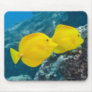 Mousepad Um par de espigas amarelas