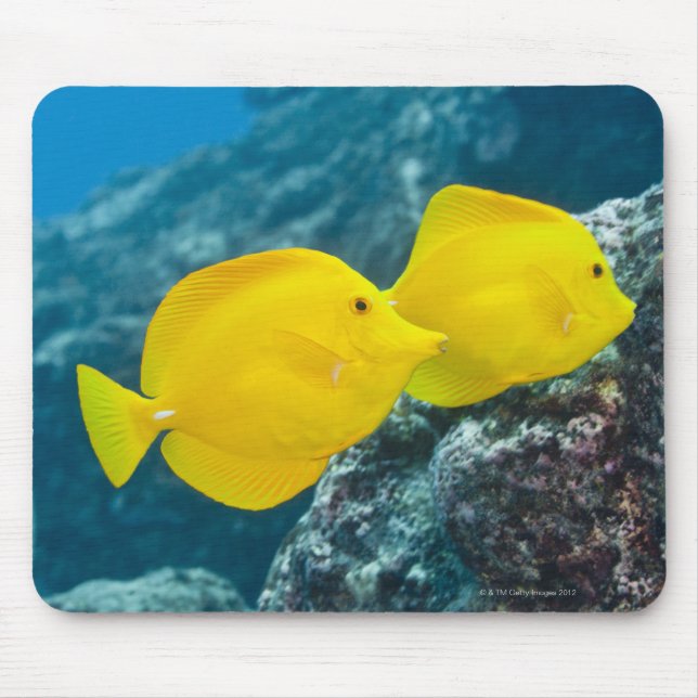 Mousepad Um par de presas amarelas (Frente)