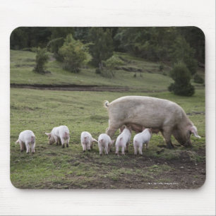 Mousepad Um porco com leitão em um campo