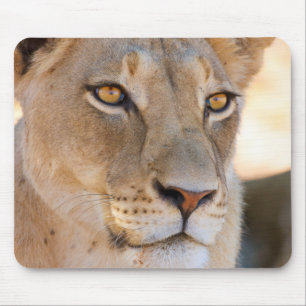 Mousepad Um retrato de uma Leoa olhando para a distância