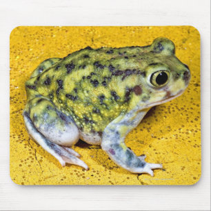 Mousepad Um sapo de spadefoot