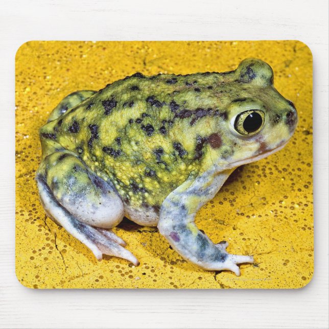 Mousepad Um sapo de spadefoot (Frente)
