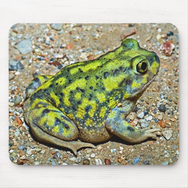 Mousepad Um sapo de Spadefoot do sofá (Frente)