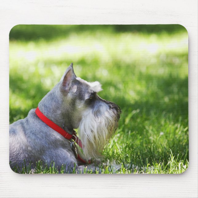 Mousepad Um Schnauzer deitado na grama (Frente)