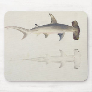 Mousepad Um tubarão Martelo-dirigido, Loheia, atribuído