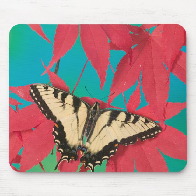 Mousepad Uma Borboleta Canadense Tiger Swallowtail (Frente)