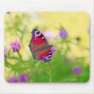Mousepad Uma borboleta de pavão brilhantemente colorida é
