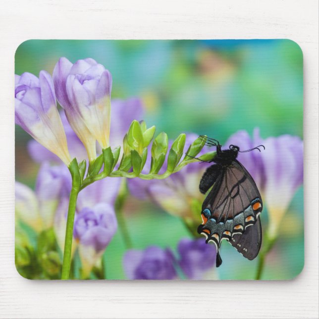 Mousepad Uma Borboleta Monarca | Danaus Plexippus (Frente)