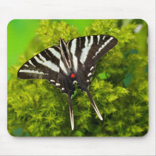 Mousepad Uma Borboleta Rabo de Andorinha Norte-Americana