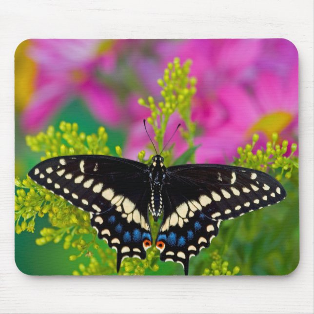 Mousepad Uma Borboleta Swallowtail Pousando (Frente)