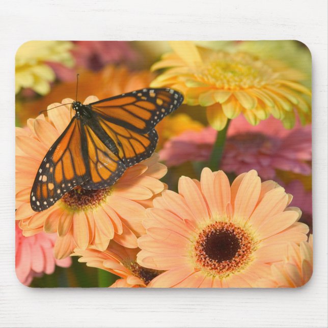 Mousepad Uma Borboleta Véu-de-Noiva (Frente)