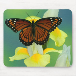 Mousepad Uma Borboleta Vice-Rei em um Lírio Japonês Amarelo