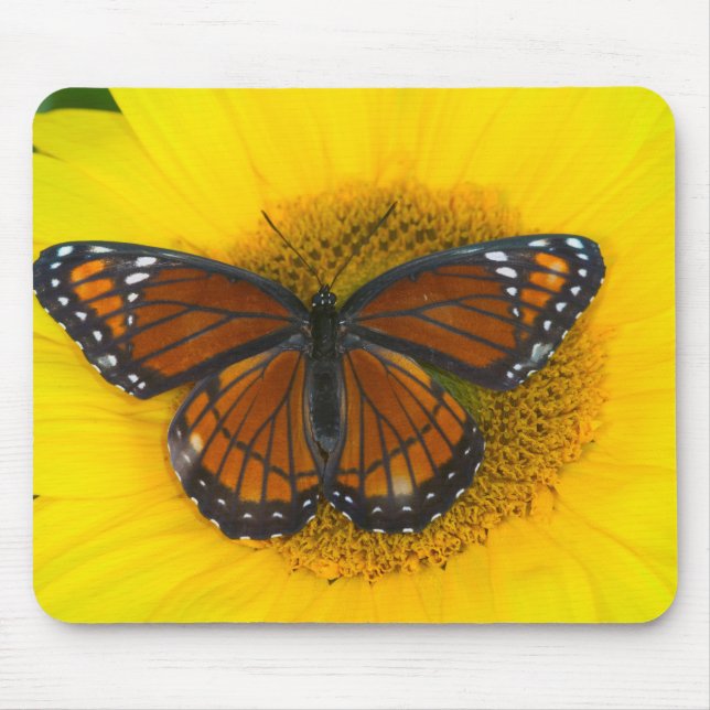 Mousepad Uma Borboleta Vice-Rei | Limenitis Archippus (Frente)