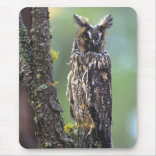 Mousepad Uma coruja-orelhuda empoleirada num ramo de árvore